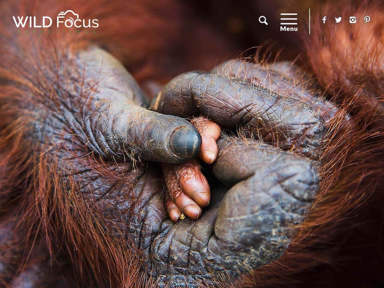 Wild Focus Expeditions Website Design